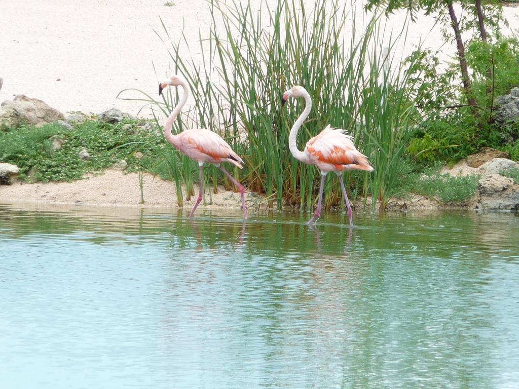 Blue Bay Beach Villa At Pool And Golfcourse エクステリア 写真